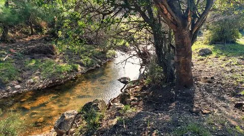 Haifa River in the forest Stock Photos