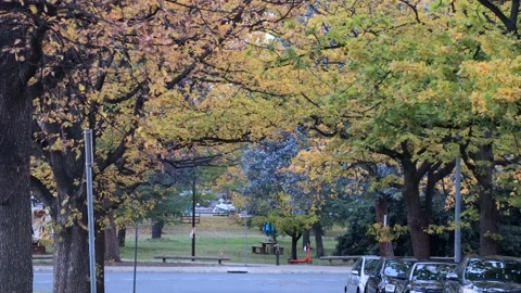 Haig park in Braddon suburb of Canberra – local autumn street, 4k. Stock Footage 154938787
