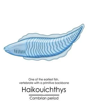 Haikouichthys is known as one of the first fish Stock Illustration
