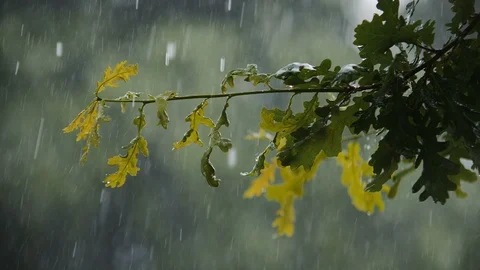 Hail And Heavy Rain Falling On Tree Leaves In Slow Motion 4k 01 動画素材 88008596