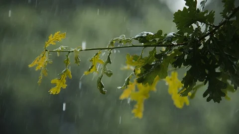 Hail And Heavy Rain Falling On Tree Leaves In Slow Motion 4k 02 動画素材 88054148