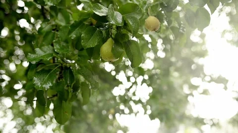 Hail And Heavy Rain Falling On Tree Leaves In Slow Motion Stock-Footage 246373373