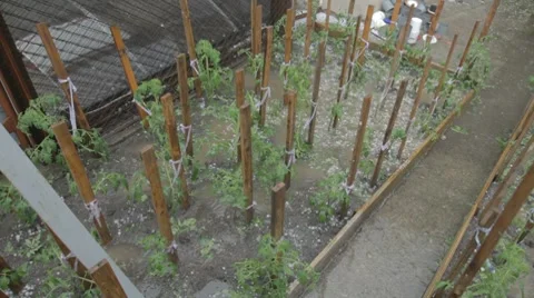 Hail and rain damaged  tomato seedlings in garden Stock Footage 7769189