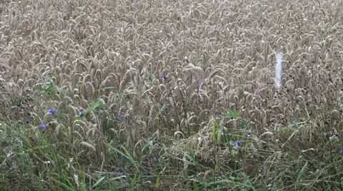 Hail and rain falling on wheat field Stock Footage 68715036