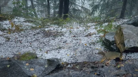 Hail balls and rain falling on ground, hailstorm aftermath in a forest Stock Footage 102337848
