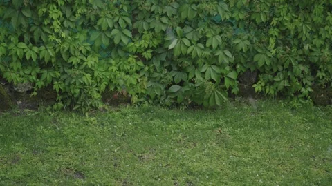 Hail Falling on Green Garden Grass with Lush Ivy Wall in Spring Rain Stock Footage 339017041