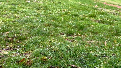 Hail Falling on the Green Grass. Stock Footage 148181915