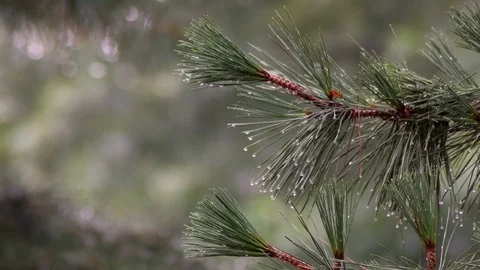 Hail Falling Pine Tree Branches And Water Flowing Pine branch with raindrops 4k Stock Footage 93872701