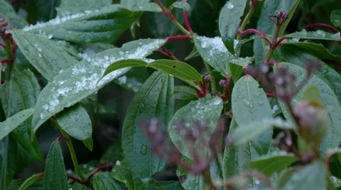 Hail falling on plant leaves Stock Footage 48378873