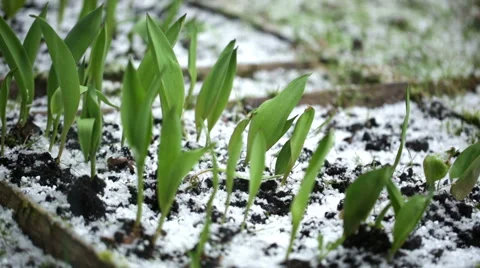Hail falling on a tulip garden during a storm day. Stock Footage 62502707