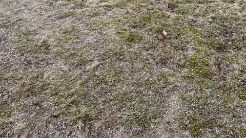Hail falls on the grass in spring Stock Footage 130591914