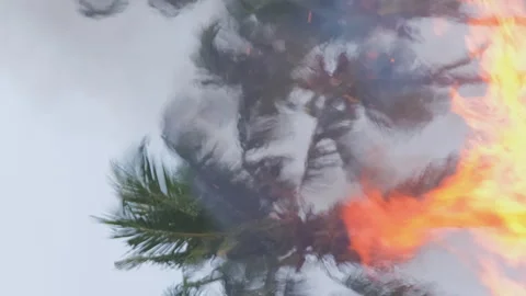 Hail of fire over palm trees Stock Footage 242941585