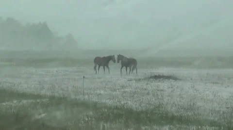 Hail on Horses Stock Footage 54749674