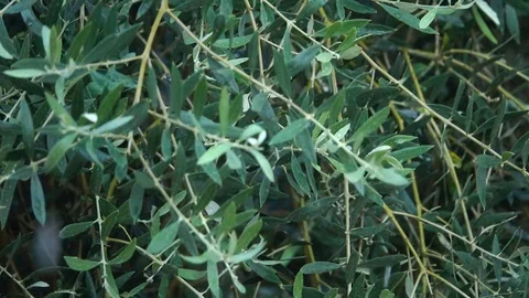 Hail on the leaves of an olive tree Stock-Footage 128423337