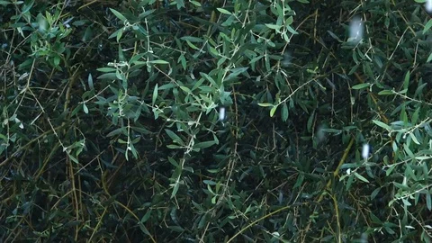 Hail on the leaves of an olive tree 스톡 동영상 128424687