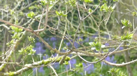 Hail storm bouncing off branches slow motion Video stock 49355854