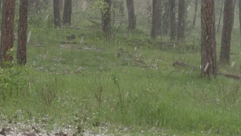 Hail Storm with Stones Falling Accumulating in Forest in South Dakota Summer Stock Footage 134516420
