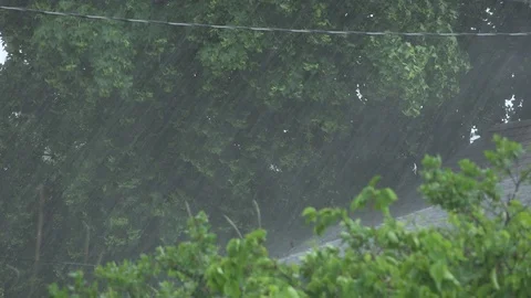 Hail Storm in Trees Stock Footage 91655459