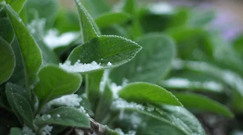 Hail super slow motion macro Vídeos de archivo 37792331