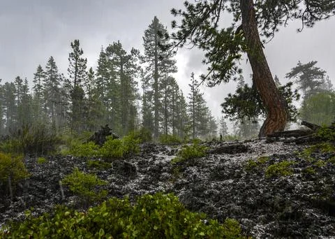 Hailing on a rocky landscape surrounded by evergreen trees in a secluded fo.. Stock Photos