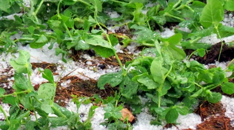 Hailstone on destroyed peas 動画素材 60397258