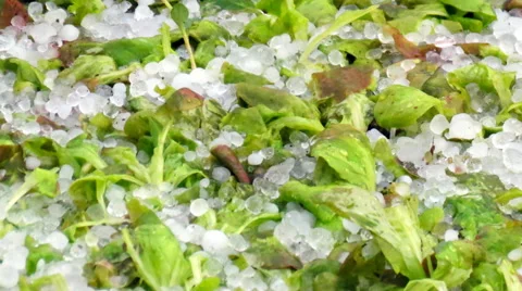 Hailstone on destroyed salad Stock Footage 60399792