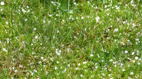 Hailstones falling on grass Video stock 20869347
