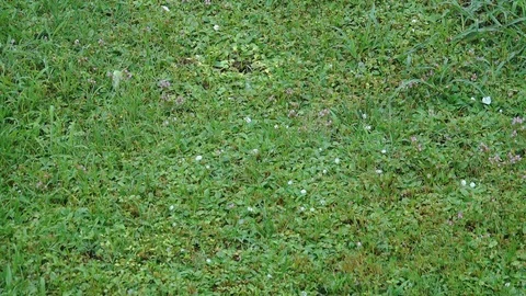 Hailstones in the grass 스톡 동영상 123824508
