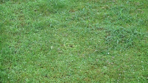 Hailstones in the grass Stock Footage 123835804