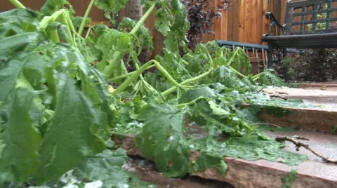 Hailstorm damage to vegetable garden Vidéo 40299035