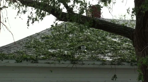 Hailstorm Detritus Stock Footage 54750486