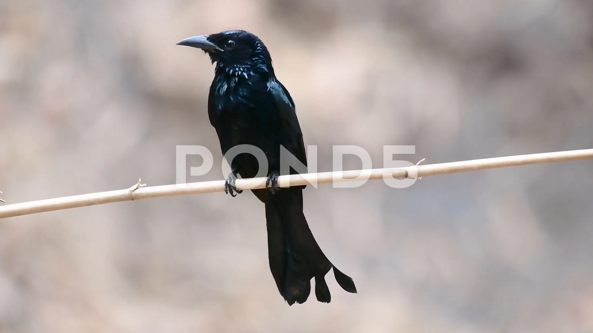 The Hair-crested Drongo or is a bird in ... | Stock Video | Pond5