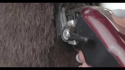 Hair cutting machine, man's head, nape, hair falling macro, close-up, side view Stock Footage 180690675