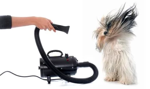 Hair dryer for dog Stock Photos