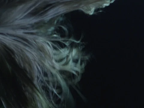 Hair flapping in the wind Vidéo 75287616