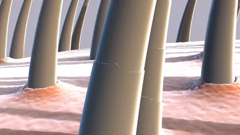 Hair Stock Footage 87056057