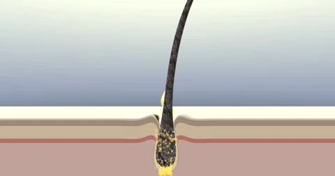 Hair intense restore from root to tip. 3d animation for hair care products ad. Stock Footage 147990416