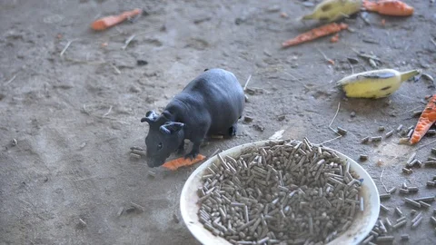 Hair Less Cavy Stock Footage 99297294