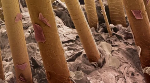 Hair, SEM Stock Footage