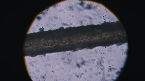 Hair Strand Cortex Layer Under Optical Microscope 库存影片 329813304