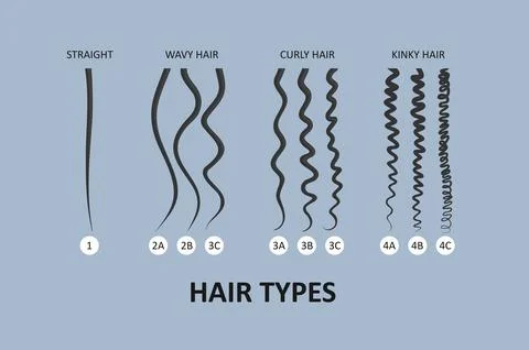 Hair type classification. Straight, wavy, curly, kinky hair Stock Illustration