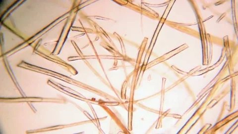 Hair under microscope Stock Footage 69233469