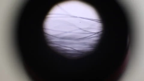 Hair under the microscope Stock-Footage 172473099