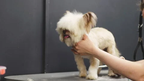 Haircut of a little funny The dog Stock Video Pond5