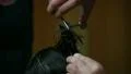 Hairdresser for man HD Footage