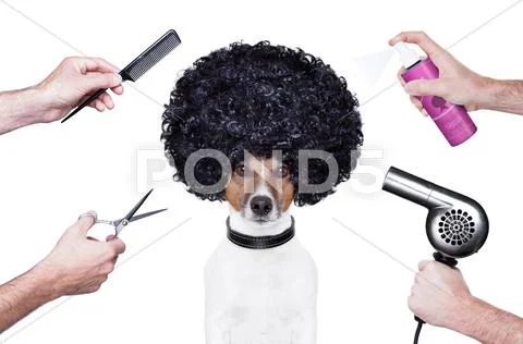 Hairdresser scissors comb dog spray Stock Illustration