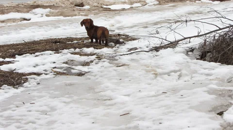 Haired dachshund on a walk Vídeo Stock 36524005