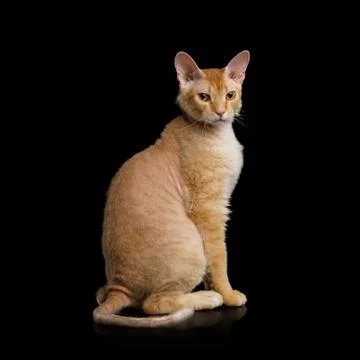 Haired Ginger Sphynx Cat on Isolated Black background Stock Photos