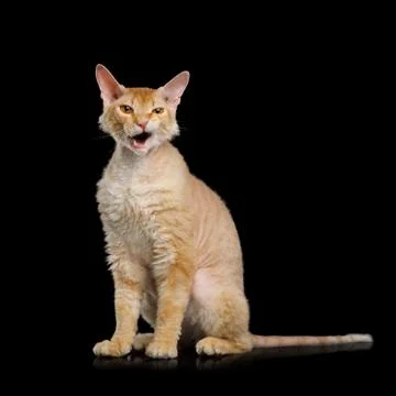 Haired Ginger Sphynx Cat on Isolated Black background Stock Photos