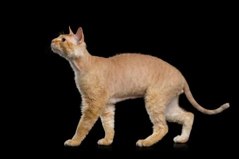 Haired Ginger Sphynx Cat on Isolated Black background Stock Photos